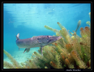 brochet de nos lacs... by André Bruchez 